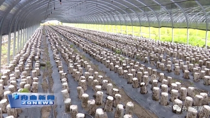 天津濱江集團深入調研我縣農副產品產業，聚焦新鮮水果零售市場新機遇