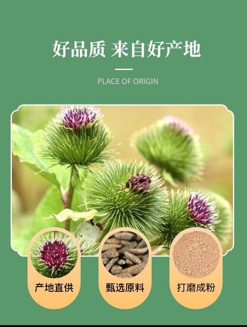 牛蒡子粉新貨批發零售 源頭貨源量大價優散裝農副產品牛蒡子粉
